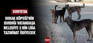S­o­k­a­k­ ­K­ö­p­e­k­l­e­r­i­n­i­n­ ­I­s­ı­r­d­ı­ğ­ı­ ­V­a­t­a­n­d­a­ş­a­ ­B­e­l­e­d­i­y­e­ ­3­ ­B­i­n­ ­L­i­r­a­ ­T­a­z­m­i­n­a­t­ ­Ö­d­e­y­e­c­e­k­